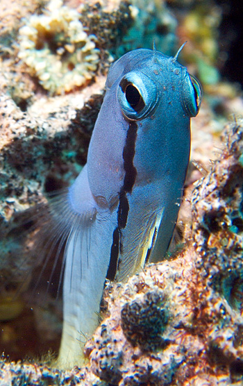 Ägypten 2006 - Safaga - Tobia Arba - redsee mimicy blenny - Schleimfisch - Ecsenius gravieri