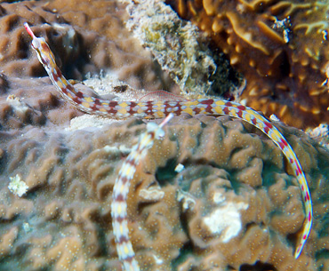 Ägypten 2006 - Safaga - Tobia Arba - Netz-Seenadel - Network pipefish - corythoichthys flavofasciatus