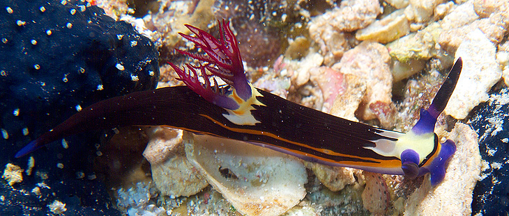 Ägypten 2006 - Safaga - Tobia Arba - Neonsternschnecke - Bighorn nembrotha - nembrotha megalocera