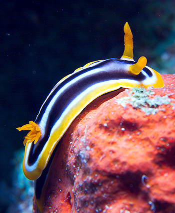 Ägypten 2006 - Safaga - Tobia Arba - Pyjama Prachtschnecke - Pyjama slug - chromodoris quadricolor