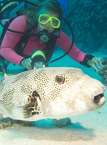 Ägypten 2006 - Safaga - Tobia Hamra - Riesen-Kugelfisch - Giant Puffer - Arothron stellatus