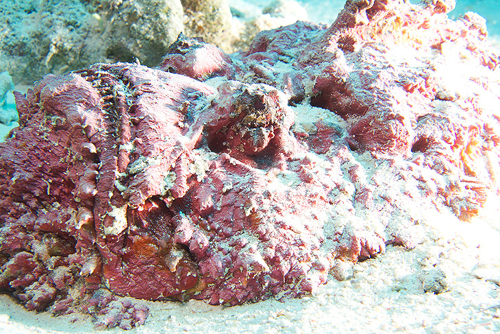 Ägypten 2006 - Safaga - Tobia Hamra - Steinfisch - Stonefish - Synanceia verrucosa