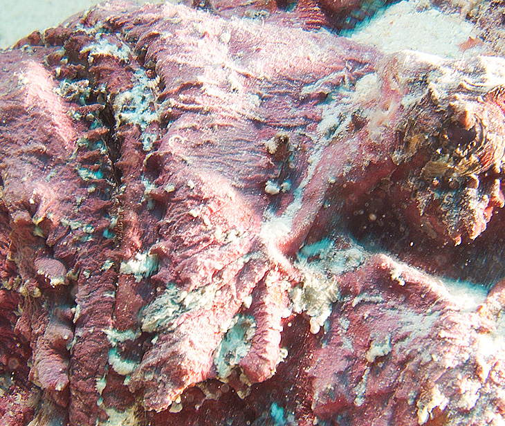 Ägypten 2006 - Safaga - Tobia Hamra - Steinfisch - Stonefish - Synanceia verrucosa