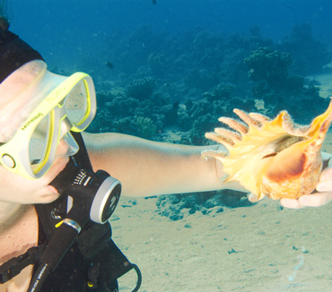 Ägypten 2006 - Safaga - Tobia Hamra - Spinnenschnecke - spider conch - Lambis lambis