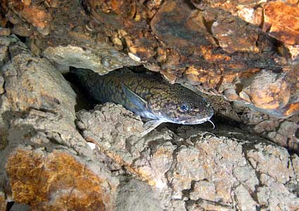 Schweiz 2004 - Vierwaldstättersee -Aaalquappe, Aalraupe, Aalrutte, Truesche, Trüsche oder Quappen - Lota - Eel-pot, Burbot