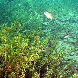 Schweiz 2004 - Vierwaldstättersee - Egli - Flussbarsch - gestreifter Barsch - Perca fluviatilis - Perch