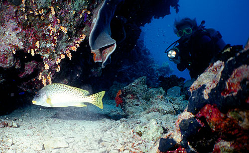 Ägypten 1999 - Sharm el Sheikh - Schwarztupfen Süßlippe (Blackspotted sweetlips)