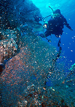 Ägypten 1999 - Sharm el Sheikh - Tauchplatz Far Garden - Glasfische