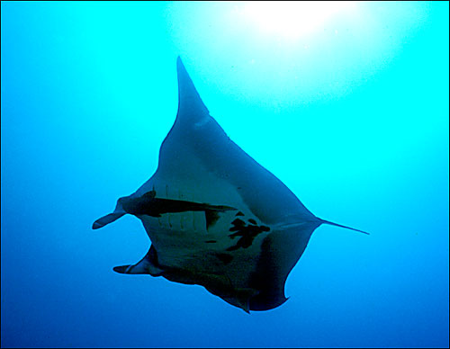 Ägypten 1999 - Sharm el Sheikh - Tauchplatz Tower - Manta mit Schiffshalter