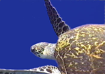 Ägypten 1999 - Straße von Tiran - Schildkröten konnte man an allen Riffen immer mal beobachten